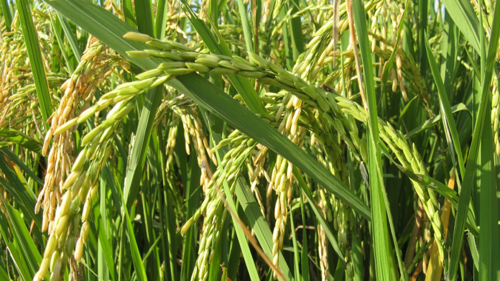 champs-de-riz
